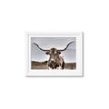 Picture of Longhorn Bull _GroupedProduct_Rectangle_Landscape_Photography _GroupedProduct_Rectangle_Landscape_Framed_Matted_