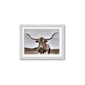 Picture of Longhorn Bull _GroupedProduct_Rectangle_Landscape_Photography _GroupedProduct_Rectangle_Landscape_Framed_Matted_