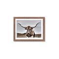 Picture of Longhorn Bull _GroupedProduct_Rectangle_Landscape_Photography _GroupedProduct_Rectangle_Landscape_Framed_Matted_