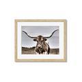 Picture of Longhorn Bull _GroupedProduct_Rectangle_Landscape_Photography _GroupedProduct_Rectangle_Landscape_Framed_Matted_