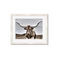 Picture of Longhorn Bull _GroupedProduct_Rectangle_Landscape_Photography _GroupedProduct_Rectangle_Landscape_Framed_Matted_