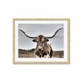 Picture of Longhorn Bull _GroupedProduct_Rectangle_Landscape_Photography _GroupedProduct_Rectangle_Landscape_Framed_Matted_