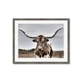 Picture of Longhorn Bull _GroupedProduct_Rectangle_Landscape_Photography _GroupedProduct_Rectangle_Landscape_Framed_Matted_