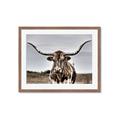 Picture of Longhorn Bull _GroupedProduct_Rectangle_Landscape_Photography _GroupedProduct_Rectangle_Landscape_Framed_Matted_