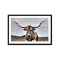 Picture of Longhorn Bull _GroupedProduct_Rectangle_Landscape_Photography _GroupedProduct_Rectangle_Landscape_Framed_Matted_