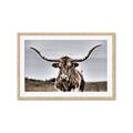 Picture of Longhorn Bull _GroupedProduct_Rectangle_Landscape_Photography _GroupedProduct_Rectangle_Landscape_Framed_Matted_