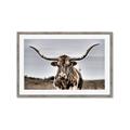 Picture of Longhorn Bull _GroupedProduct_Rectangle_Landscape_Photography _GroupedProduct_Rectangle_Landscape_Framed_Matted_