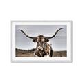Picture of Longhorn Bull _GroupedProduct_Rectangle_Landscape_Photography _GroupedProduct_Rectangle_Landscape_Framed_Matted_