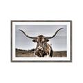 Picture of Longhorn Bull _GroupedProduct_Rectangle_Landscape_Photography _GroupedProduct_Rectangle_Landscape_Framed_Matted_