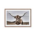 Picture of Longhorn Bull _GroupedProduct_Rectangle_Landscape_Photography _GroupedProduct_Rectangle_Landscape_Framed_Matted_