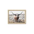 Picture of Longhorn Bull II _GroupedProduct_Rectangle_Landscape_Photography _GroupedProduct_Rectangle_Landscape_Framed_Matted_