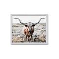 Picture of Longhorn Bull II _GroupedProduct_Rectangle_Landscape_Photography _GroupedProduct_Rectangle_Landscape_Framed_Matted_