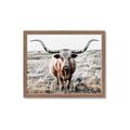 Picture of Longhorn Bull II _GroupedProduct_Rectangle_Landscape_Photography _GroupedProduct_Rectangle_Landscape_Framed_Matted_