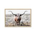 Picture of Longhorn Bull II _GroupedProduct_Rectangle_Landscape_Photography _GroupedProduct_Rectangle_Landscape_Framed_Matted_