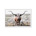Picture of Longhorn Bull II _GroupedProduct_Rectangle_Landscape_Photography _GroupedProduct_Rectangle_Landscape_Framed_Matted_