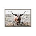 Picture of Longhorn Bull II _GroupedProduct_Rectangle_Landscape_Photography _GroupedProduct_Rectangle_Landscape_Framed_Matted_