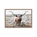 Picture of Longhorn Bull II _GroupedProduct_Rectangle_Landscape_Photography _GroupedProduct_Rectangle_Landscape_Framed_Matted_