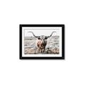 Picture of Longhorn Bull II _GroupedProduct_Rectangle_Landscape_Photography _GroupedProduct_Rectangle_Landscape_Framed_Matted_