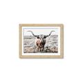 Picture of Longhorn Bull II _GroupedProduct_Rectangle_Landscape_Photography _GroupedProduct_Rectangle_Landscape_Framed_Matted_