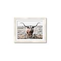 Picture of Longhorn Bull II _GroupedProduct_Rectangle_Landscape_Photography _GroupedProduct_Rectangle_Landscape_Framed_Matted_