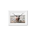 Picture of Longhorn Bull II _GroupedProduct_Rectangle_Landscape_Photography _GroupedProduct_Rectangle_Landscape_Framed_Matted_
