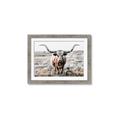 Picture of Longhorn Bull II _GroupedProduct_Rectangle_Landscape_Photography _GroupedProduct_Rectangle_Landscape_Framed_Matted_