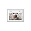 Picture of Longhorn Bull II _GroupedProduct_Rectangle_Landscape_Photography _GroupedProduct_Rectangle_Landscape_Framed_Matted_