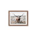 Picture of Longhorn Bull II _GroupedProduct_Rectangle_Landscape_Photography _GroupedProduct_Rectangle_Landscape_Framed_Matted_