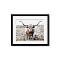Picture of Longhorn Bull II _GroupedProduct_Rectangle_Landscape_Photography _GroupedProduct_Rectangle_Landscape_Framed_Matted_