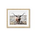 Picture of Longhorn Bull II _GroupedProduct_Rectangle_Landscape_Photography _GroupedProduct_Rectangle_Landscape_Framed_Matted_