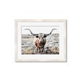 Picture of Longhorn Bull II _GroupedProduct_Rectangle_Landscape_Photography _GroupedProduct_Rectangle_Landscape_Framed_Matted_