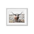 Picture of Longhorn Bull II _GroupedProduct_Rectangle_Landscape_Photography _GroupedProduct_Rectangle_Landscape_Framed_Matted_