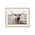 Picture of Longhorn Bull II _GroupedProduct_Rectangle_Landscape_Photography _GroupedProduct_Rectangle_Landscape_Framed_Matted_