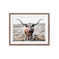 Picture of Longhorn Bull II _GroupedProduct_Rectangle_Landscape_Photography _GroupedProduct_Rectangle_Landscape_Framed_Matted_