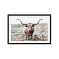 Picture of Longhorn Bull II _GroupedProduct_Rectangle_Landscape_Photography _GroupedProduct_Rectangle_Landscape_Framed_Matted_
