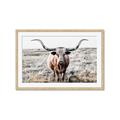 Picture of Longhorn Bull II _GroupedProduct_Rectangle_Landscape_Photography _GroupedProduct_Rectangle_Landscape_Framed_Matted_