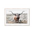Picture of Longhorn Bull II _GroupedProduct_Rectangle_Landscape_Photography _GroupedProduct_Rectangle_Landscape_Framed_Matted_