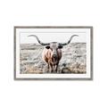 Picture of Longhorn Bull II _GroupedProduct_Rectangle_Landscape_Photography _GroupedProduct_Rectangle_Landscape_Framed_Matted_