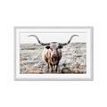Picture of Longhorn Bull II _GroupedProduct_Rectangle_Landscape_Photography _GroupedProduct_Rectangle_Landscape_Framed_Matted_