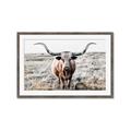 Picture of Longhorn Bull II _GroupedProduct_Rectangle_Landscape_Photography _GroupedProduct_Rectangle_Landscape_Framed_Matted_