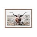 Picture of Longhorn Bull II _GroupedProduct_Rectangle_Landscape_Photography _GroupedProduct_Rectangle_Landscape_Framed_Matted_