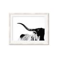 Picture of Max, the Bull _GroupedProduct_Rectangle_Landscape_Photography _GroupedProduct_Rectangle_Landscape_Framed_Matted_