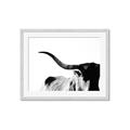 Picture of Max, the Bull _GroupedProduct_Rectangle_Landscape_Photography _GroupedProduct_Rectangle_Landscape_Framed_Matted_