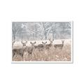Picture of Oh Deer  _GroupedProduct_Rectangle_Landscape_Photography _GroupedProduct_Rectangle_Landscape_Framed_Matted_
