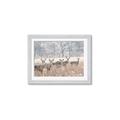 Picture of Oh Deer  _GroupedProduct_Rectangle_Landscape_Photography _GroupedProduct_Rectangle_Landscape_Framed_Matted_