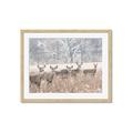 Picture of Oh Deer  _GroupedProduct_Rectangle_Landscape_Photography _GroupedProduct_Rectangle_Landscape_Framed_Matted_