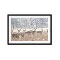 Picture of Oh Deer  _GroupedProduct_Rectangle_Landscape_Photography _GroupedProduct_Rectangle_Landscape_Framed_Matted_