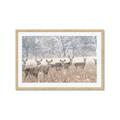 Picture of Oh Deer  _GroupedProduct_Rectangle_Landscape_Photography _GroupedProduct_Rectangle_Landscape_Framed_Matted_