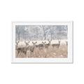 Picture of Oh Deer  _GroupedProduct_Rectangle_Landscape_Photography _GroupedProduct_Rectangle_Landscape_Framed_Matted_