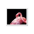 Picture of Pink in Contrast  _GroupedProduct_Rectangle_Landscape_Photography _GroupedProduct_Rectangle_Landscape_Framed_Matted_